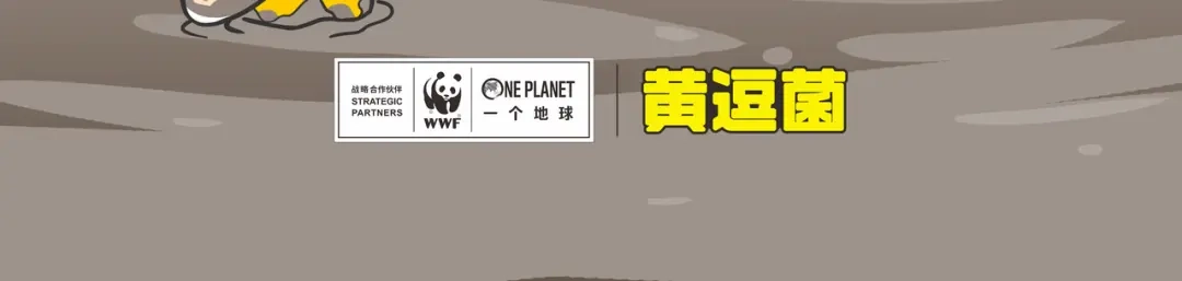 熊猫君&黄逗菌可持续生活志第二季 非洲“推土机”格罗拉 第22页