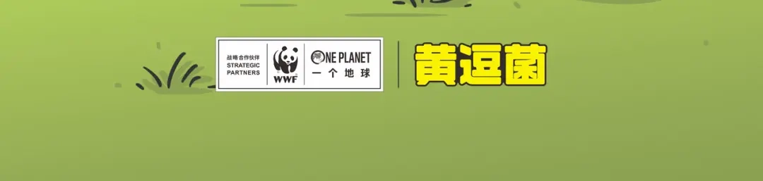 熊猫君&黄逗菌可持续生活志第二季 好精彩的“选秀大赛” 第22页