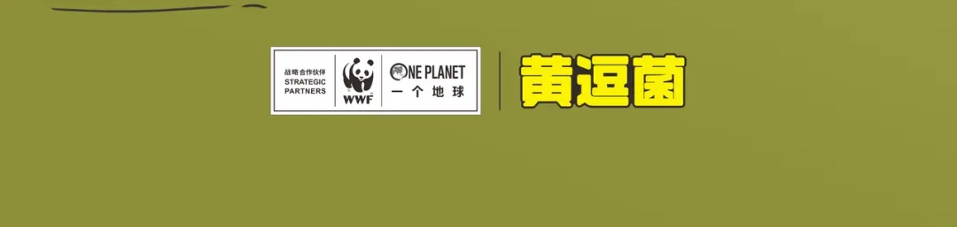 熊猫君&黄逗菌可持续生活志第二季 满满爱的几维鸟 第30页