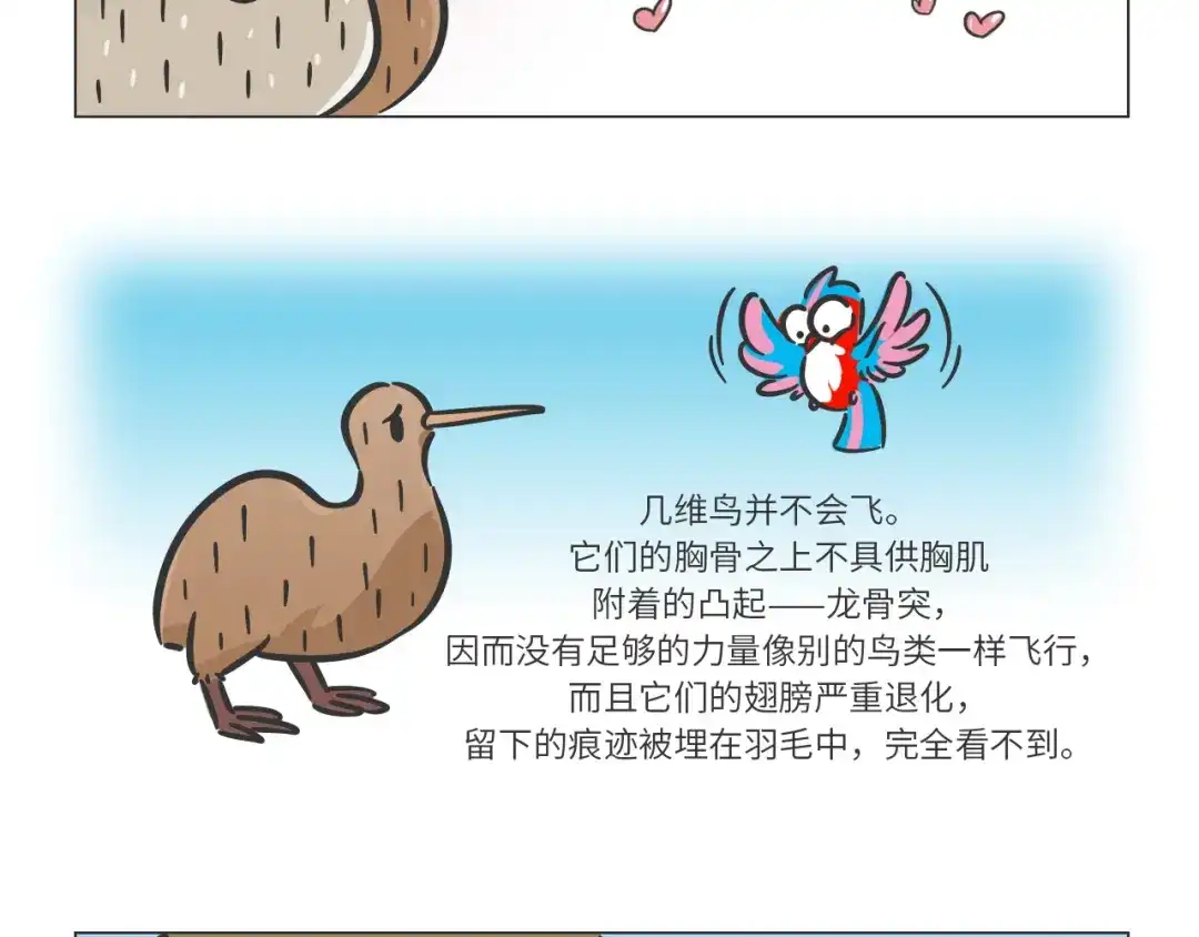 熊猫君&黄逗菌可持续生活志第二季 科普番外——新西兰的几维鸟 第3页