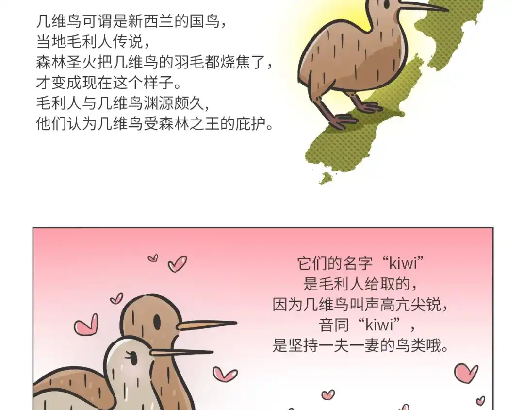 熊猫君&黄逗菌可持续生活志第二季 科普番外——新西兰的几维鸟 第2页