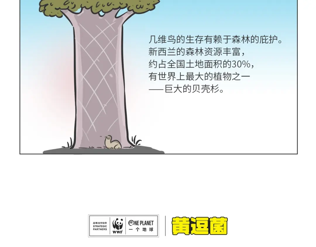 熊猫君&黄逗菌可持续生活志第二季 科普番外——新西兰的几维鸟 第4页