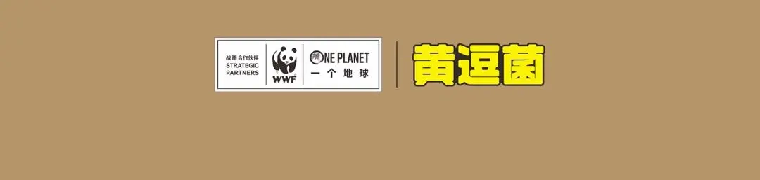 熊猫君&黄逗菌可持续生活志第二季 科普番外——印度尼西亚“云豹” 第8页