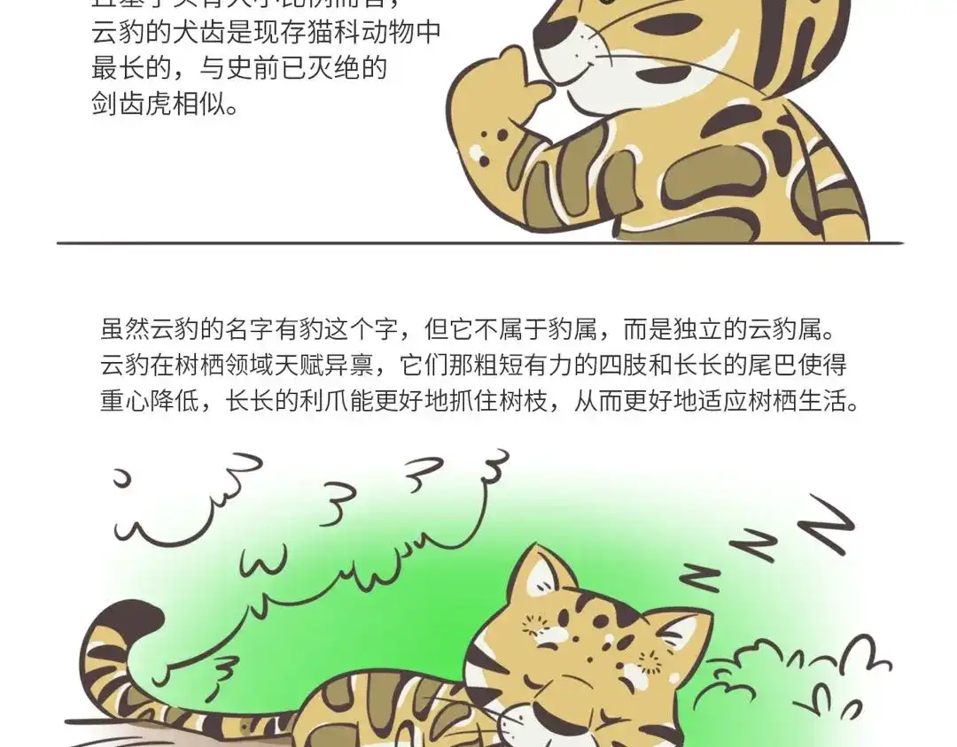熊猫君&黄逗菌可持续生活志第二季 科普番外——印度尼西亚“云豹” 第2页