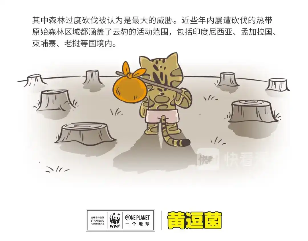 熊猫君&黄逗菌可持续生活志第二季 科普番外——印度尼西亚“云豹” 第4页
