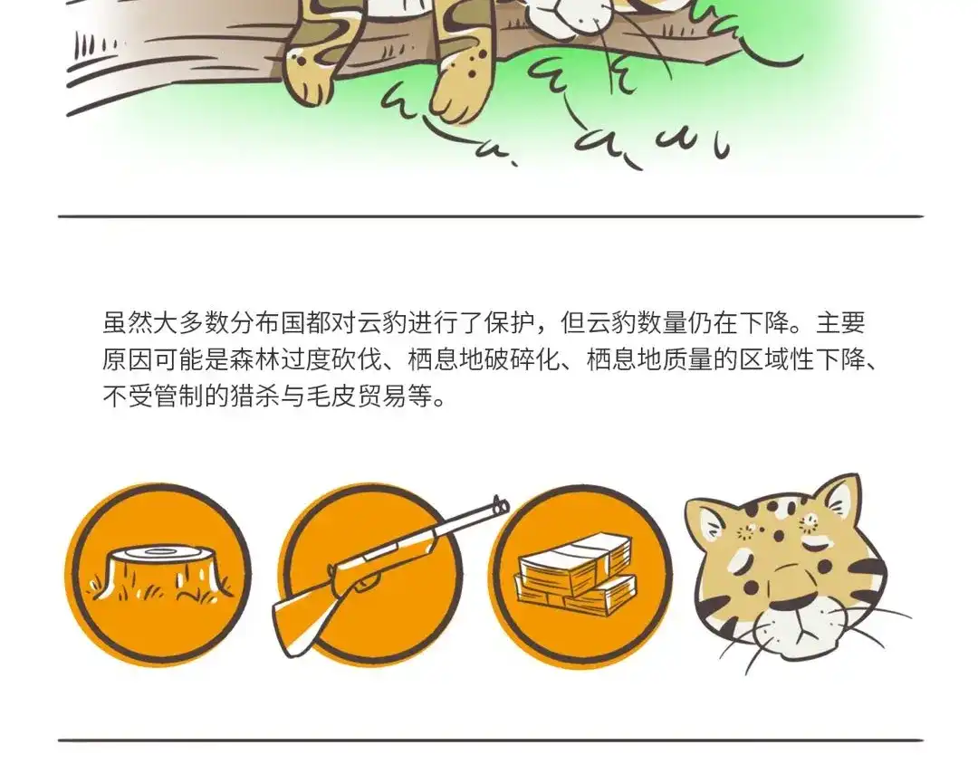 熊猫君&黄逗菌可持续生活志第二季 科普番外——印度尼西亚“云豹” 第3页