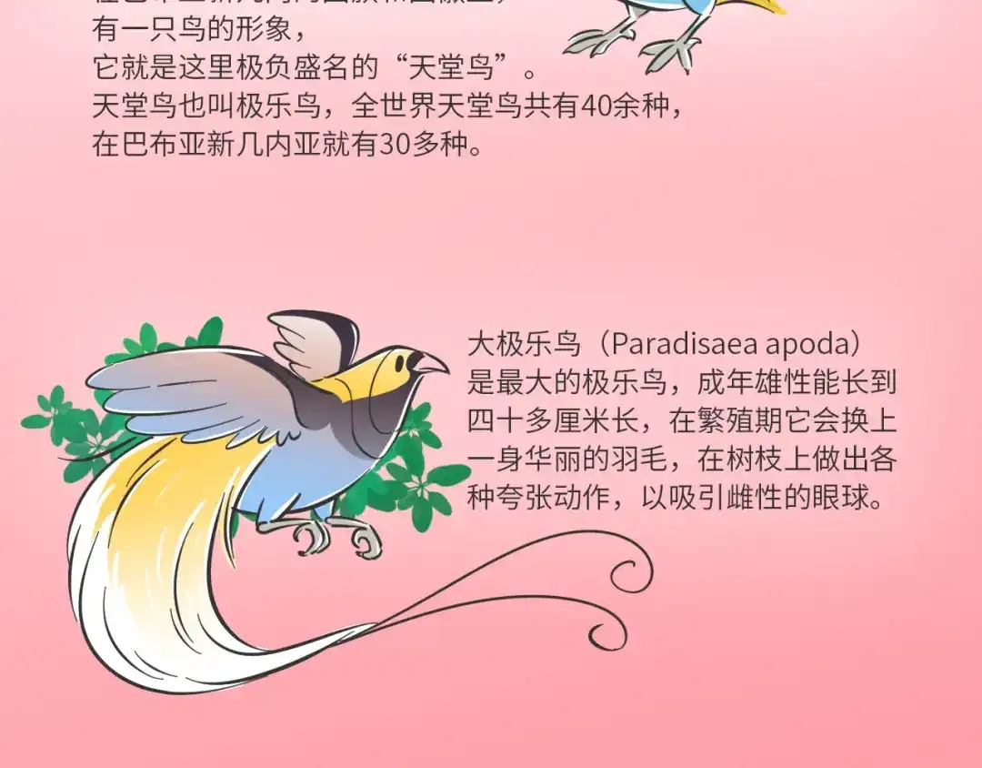 熊猫君&黄逗菌可持续生活志第二季 科普番外——“天堂鸟”在哪里 第3页
