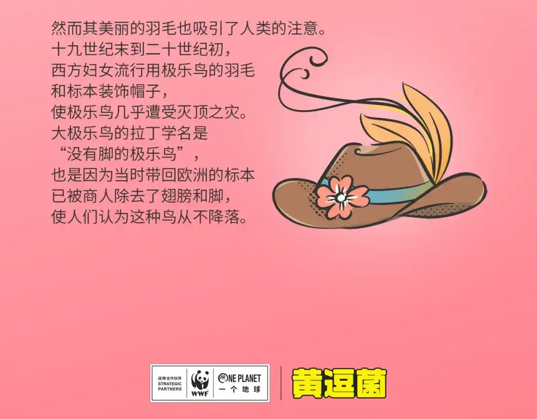 熊猫君&黄逗菌可持续生活志第二季 科普番外——“天堂鸟”在哪里 第4页