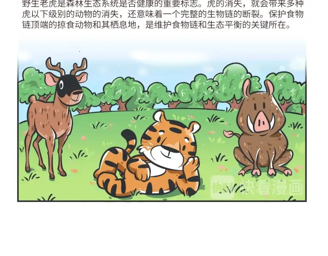 熊猫君&黄逗菌可持续生活志第二季 科普番外——印度支那虎 第4页