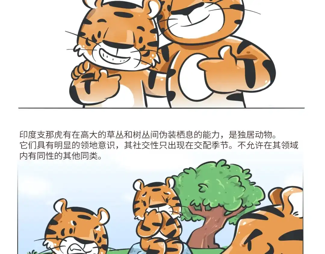 熊猫君&黄逗菌可持续生活志第二季 科普番外——印度支那虎 第2页