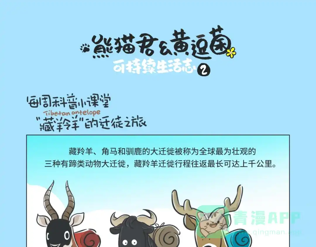 熊猫君&黄逗菌可持续生活志第二季 科普番外——藏羚羊的迁徙之旅 第1页
