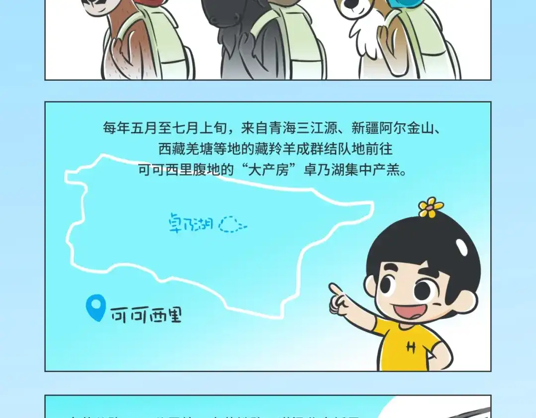 熊猫君&黄逗菌可持续生活志第二季 科普番外——藏羚羊的迁徙之旅 第2页