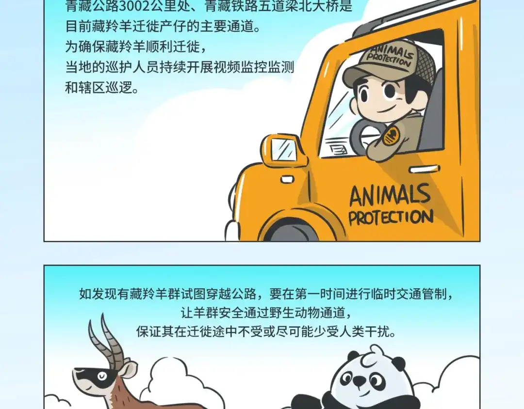 熊猫君&黄逗菌可持续生活志第二季 科普番外——藏羚羊的迁徙之旅 第3页