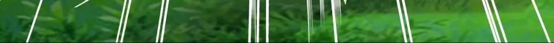 《一等家丁》第374话 黑山岭的秘密 第8页