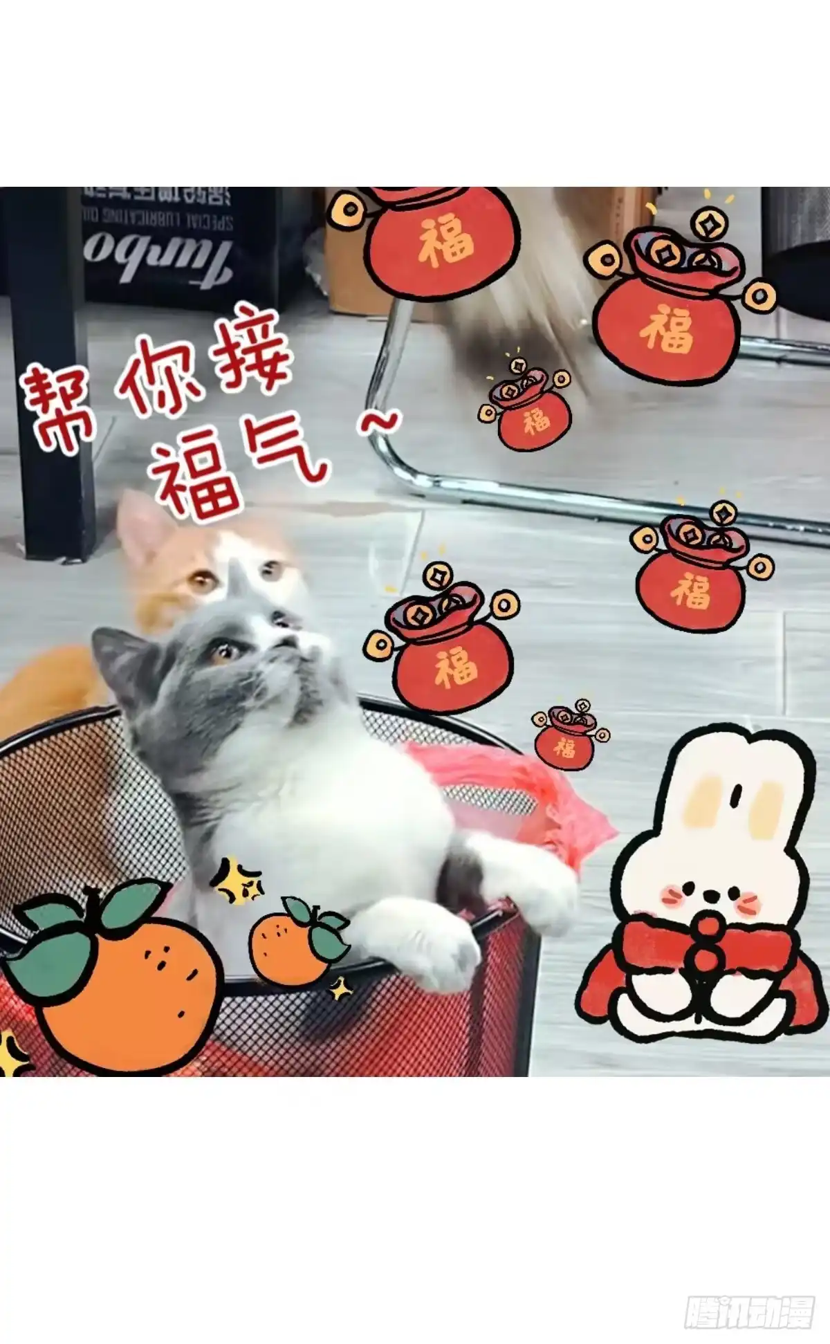 《直播：女神家的哈士奇天秀》453-心态好预防谢顶 第16页