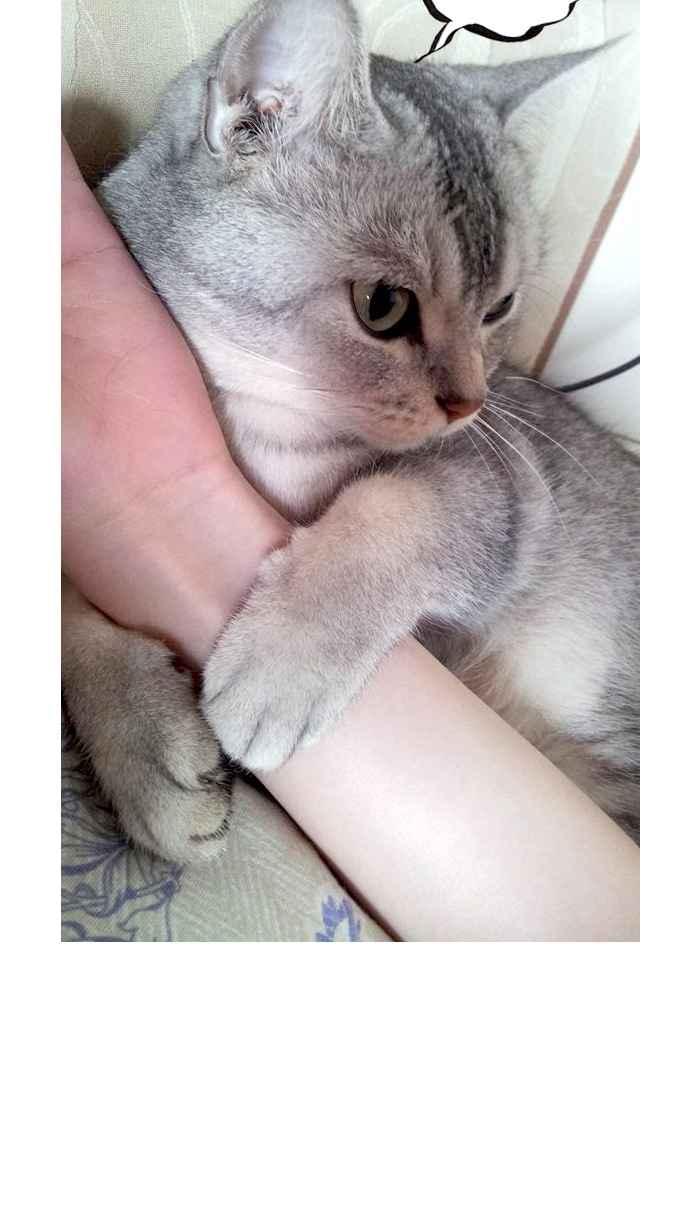 猫剑客 [第68话] 折翼天使 拾壹，伏魔˙肉垫掌! 第36页