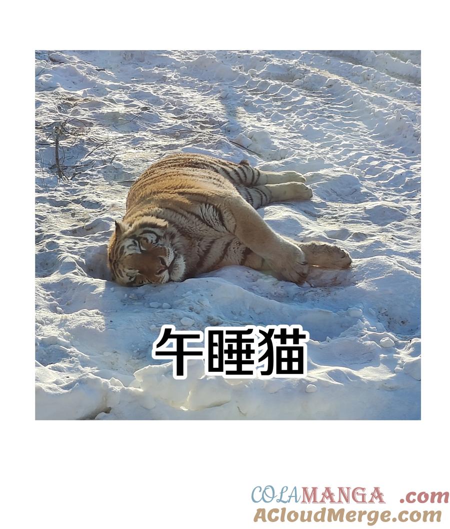别对我表白 调更 一女子 竟为了去看猫…… 第6页