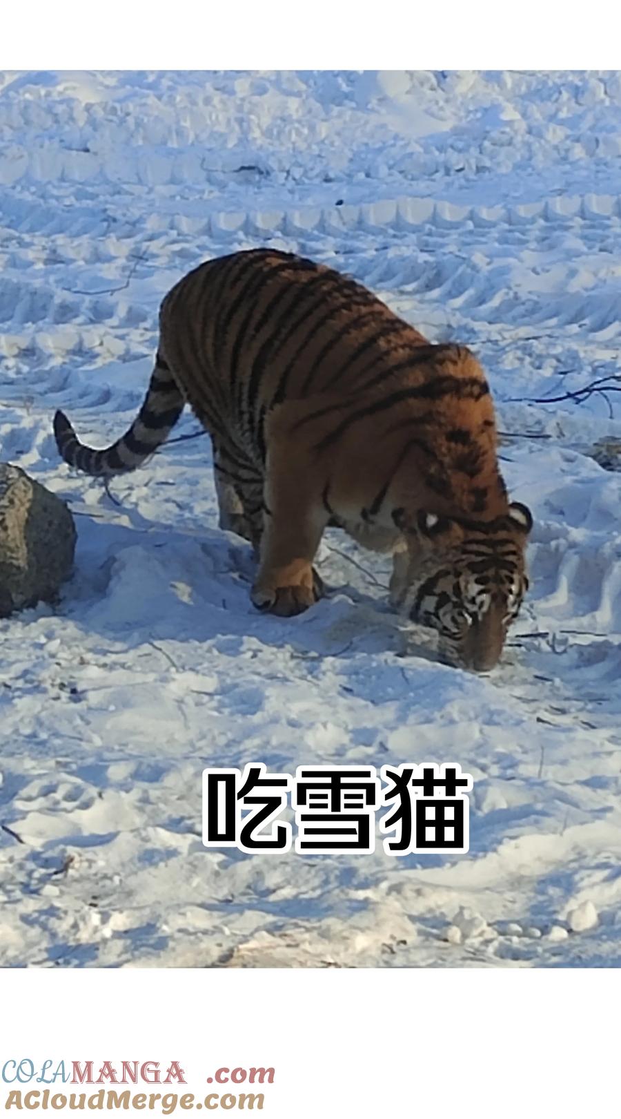 别对我表白 调更 一女子 竟为了去看猫…… 第8页