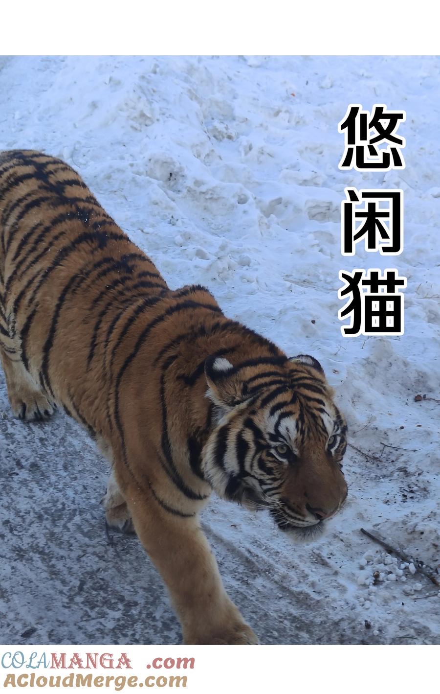 别对我表白 调更 一女子 竟为了去看猫…… 第5页