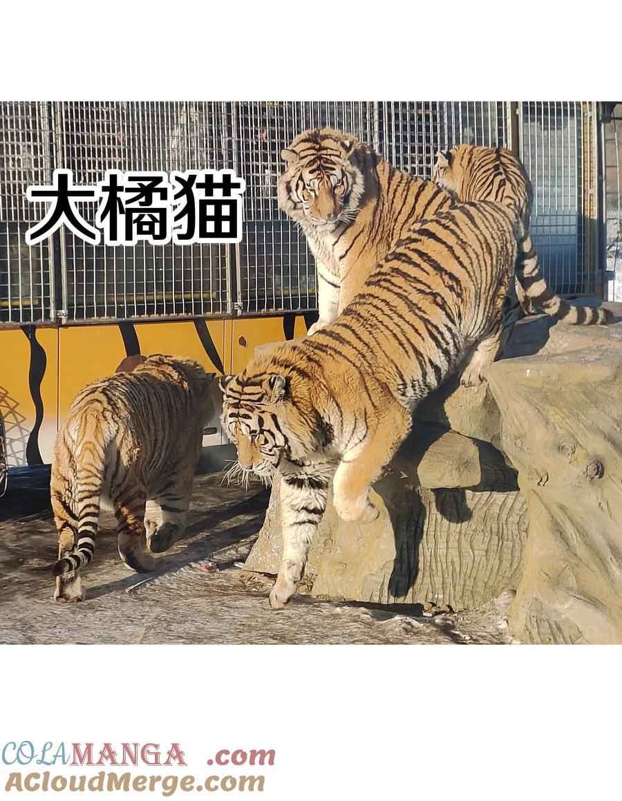 别对我表白 调更 一女子 竟为了去看猫…… 第4页