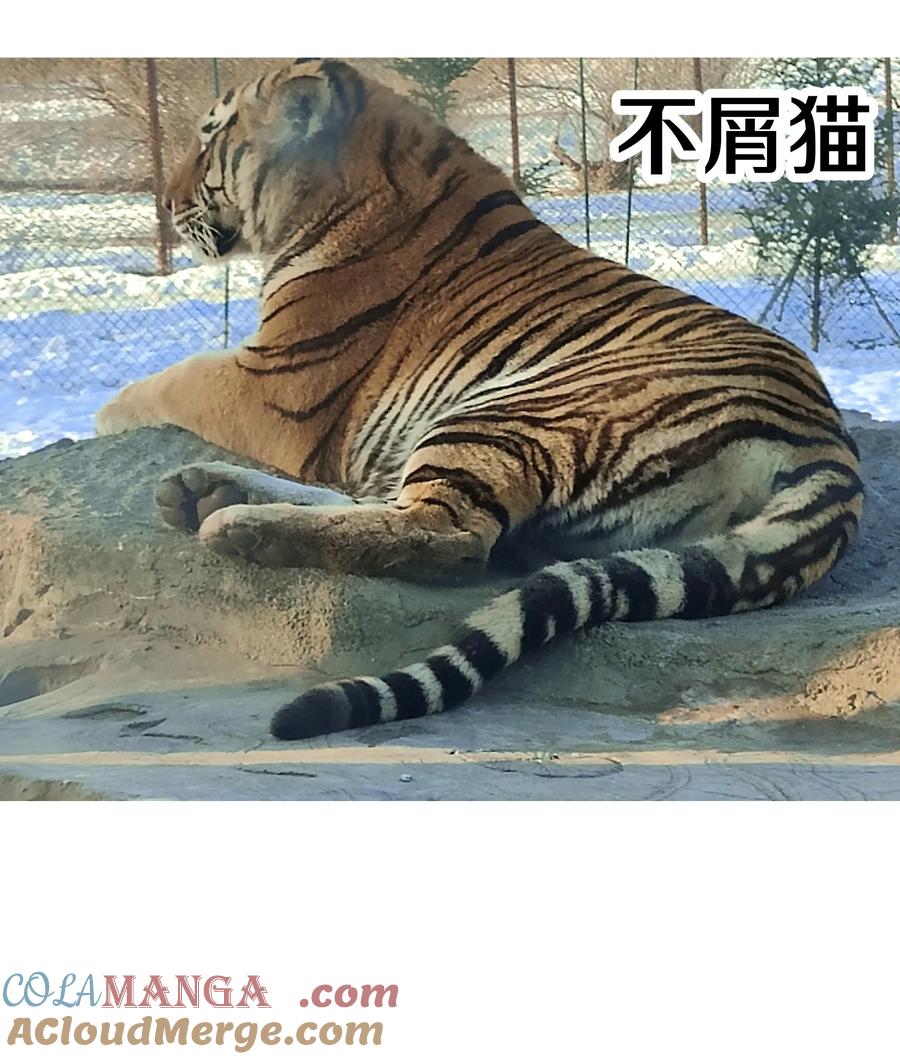 别对我表白 调更 一女子 竟为了去看猫…… 第7页