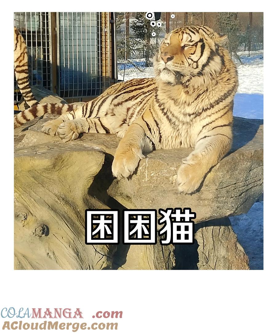 别对我表白 调更 一女子 竟为了去看猫…… 第3页