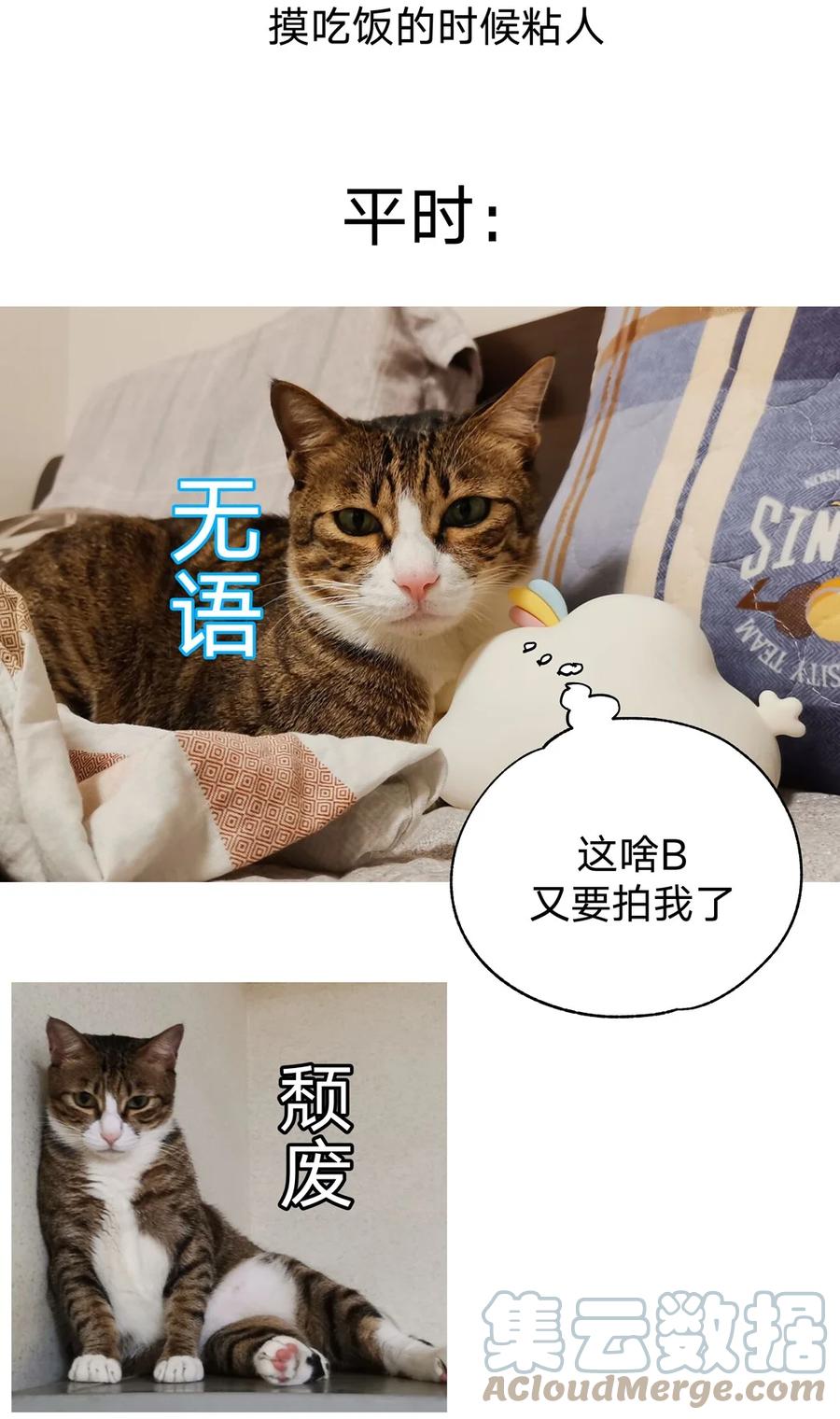 别对我表白 猫猫 请假条 第9页