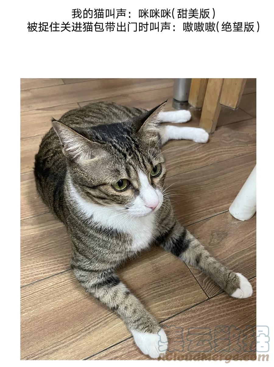 别对我表白 猫猫 请假条 第6页