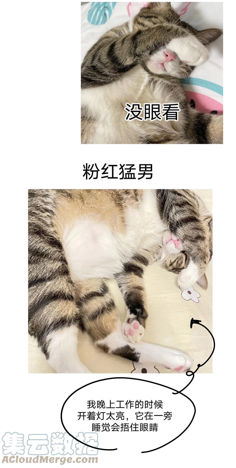 别对我表白 猫猫 请假条 第10页