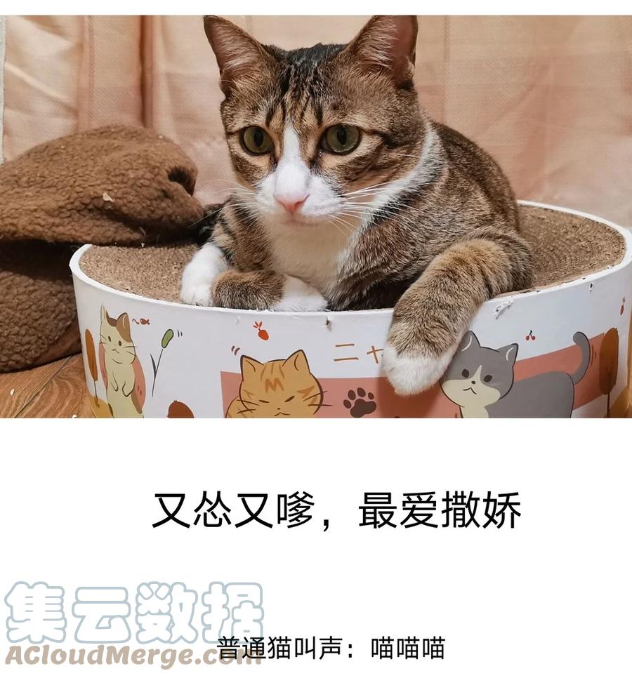 别对我表白 猫猫 请假条 第5页