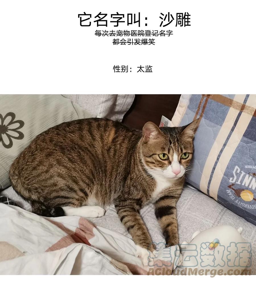 别对我表白 猫猫 请假条 第4页