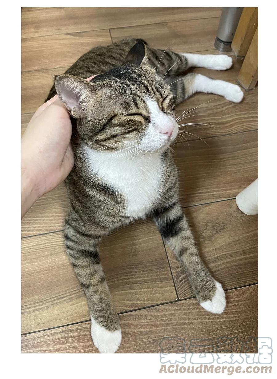 别对我表白 猫猫 请假条 第7页