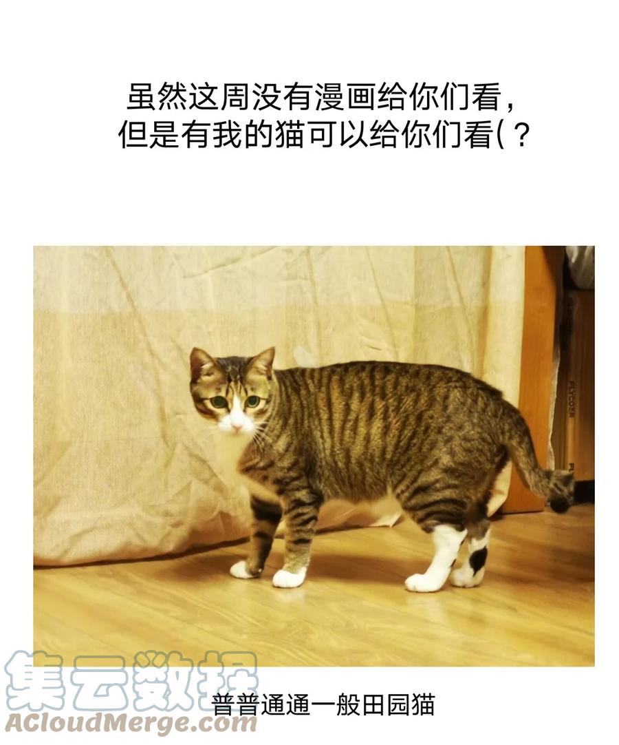 别对我表白 猫猫 请假条 第3页