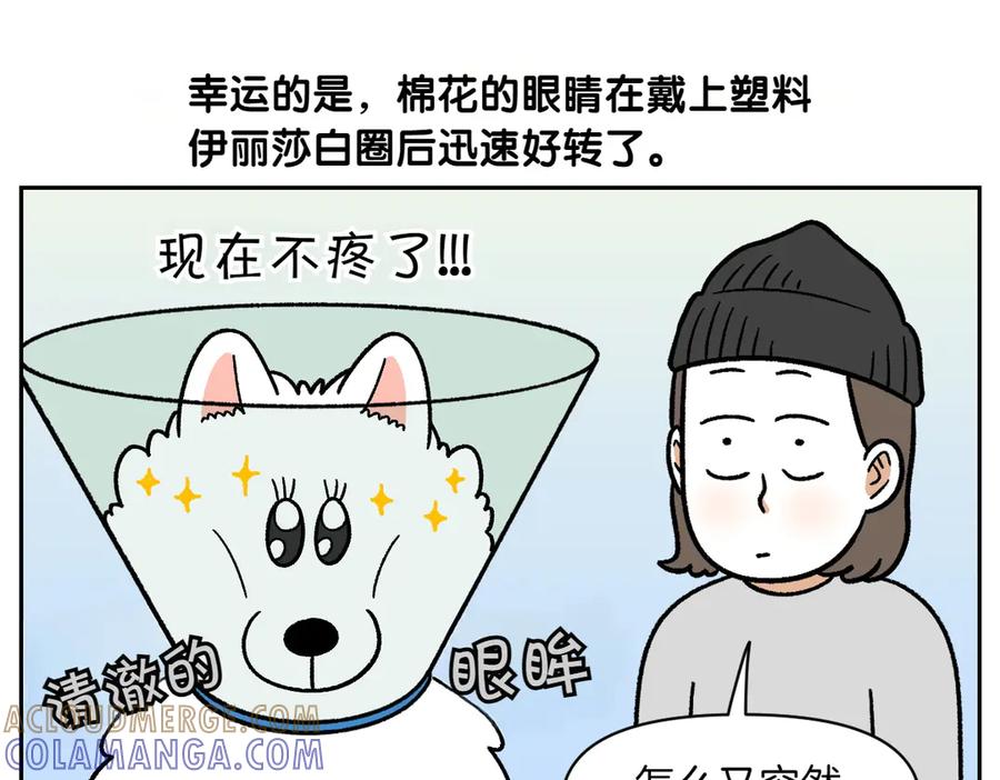 《我的狗子叫棉花》第44话 治疗眼病(3) 第19页