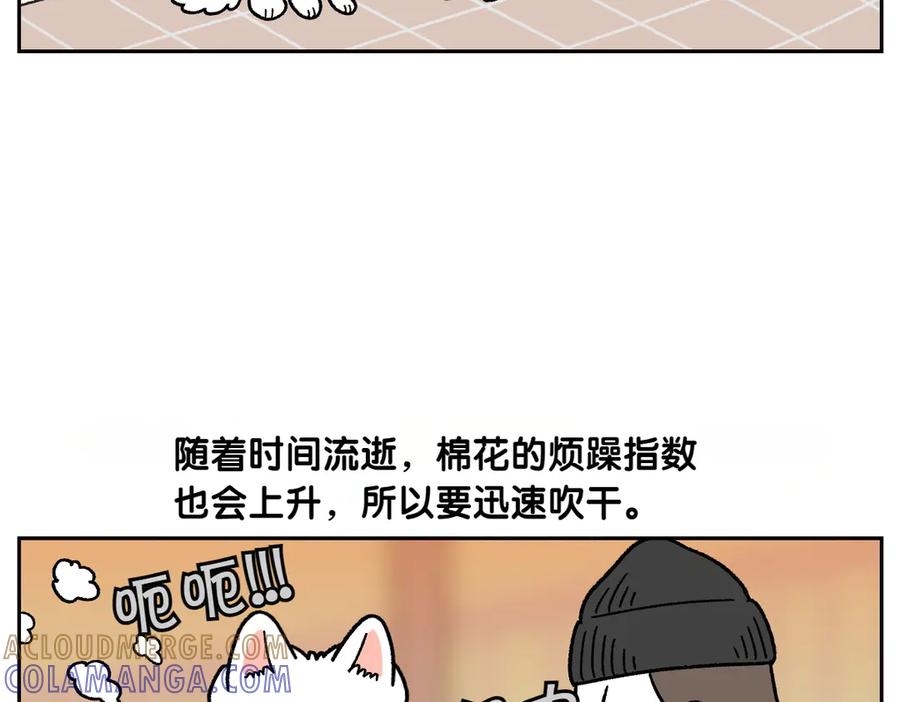 《我的狗子叫棉花》第50话 超强风吹干 第31页