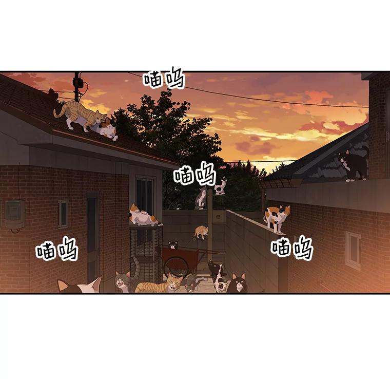 《彩虹桥守望者》17.神秘的猫咪 第3页