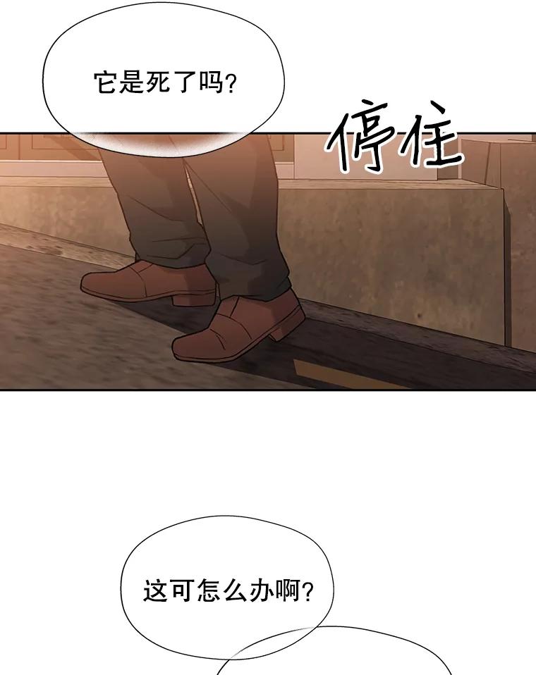 《彩虹桥守望者》18.猫瘟 第2页