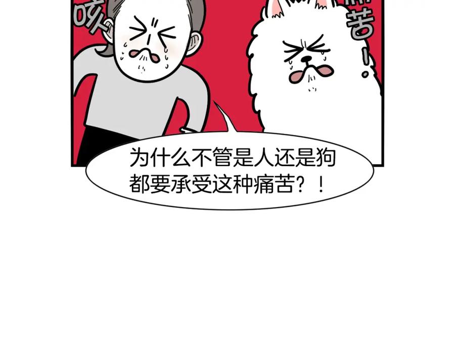 《我的狗子叫棉花》第42话 绝育难题 第33页