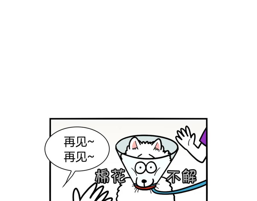 《我的狗子叫棉花》第42话 绝育难题 第41页