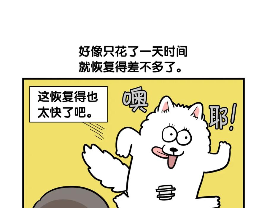 《我的狗子叫棉花》第42话 绝育难题 第75页