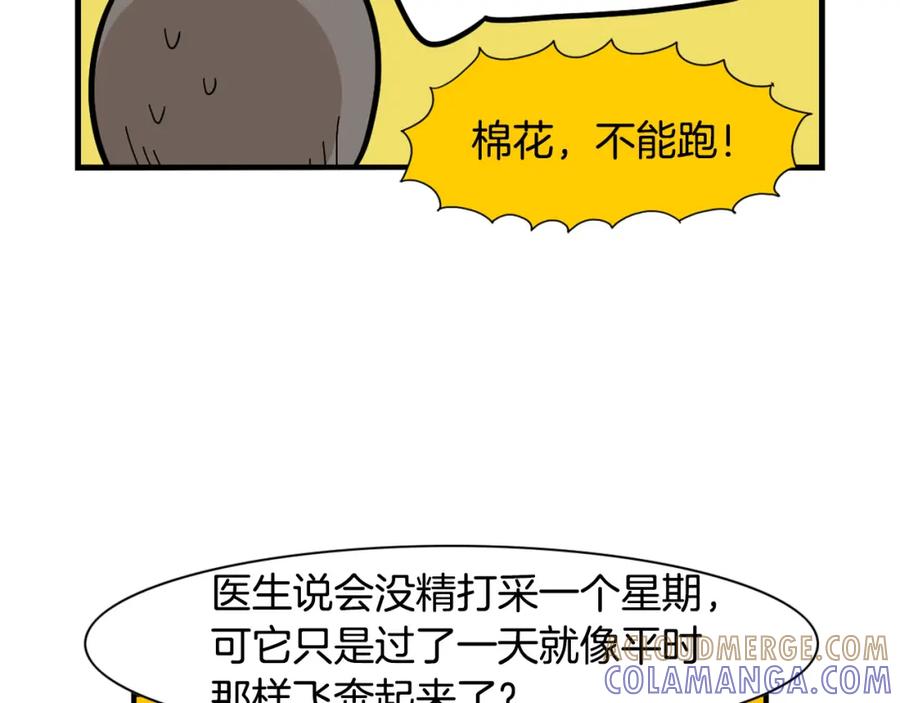 《我的狗子叫棉花》第42话 绝育难题 第76页
