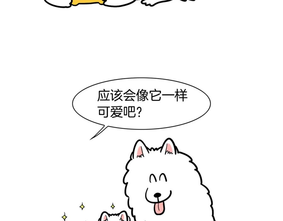 《我的狗子叫棉花》第42话 绝育难题 第6页