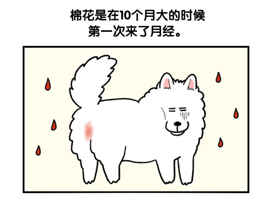 《我的狗子叫棉花》第43话 狗狗的例假 第47页