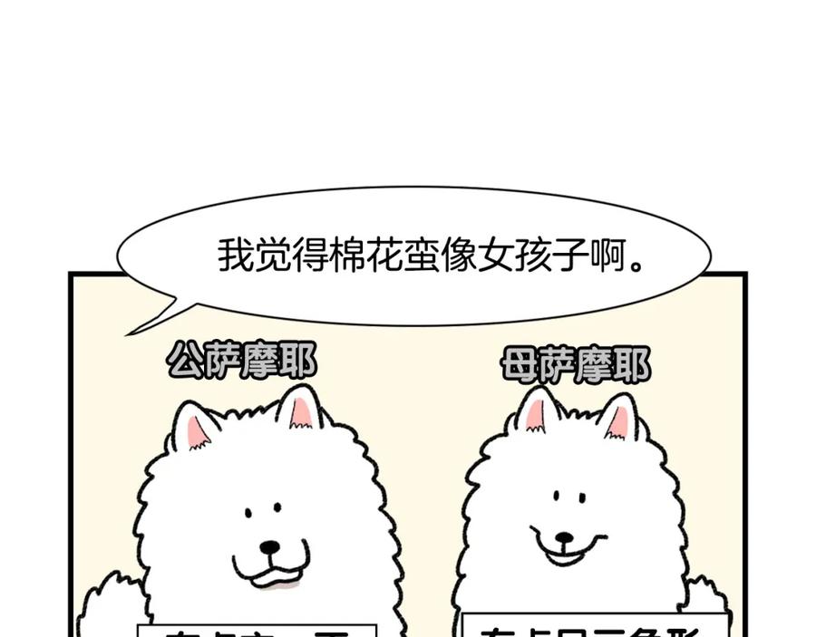 《我的狗子叫棉花》第43话 狗狗的例假 第12页