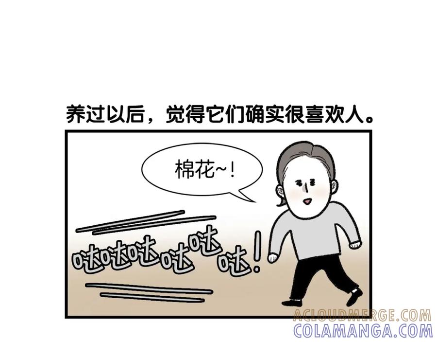 《我的狗子叫棉花》第48话 如有雷同，纯… 第61页