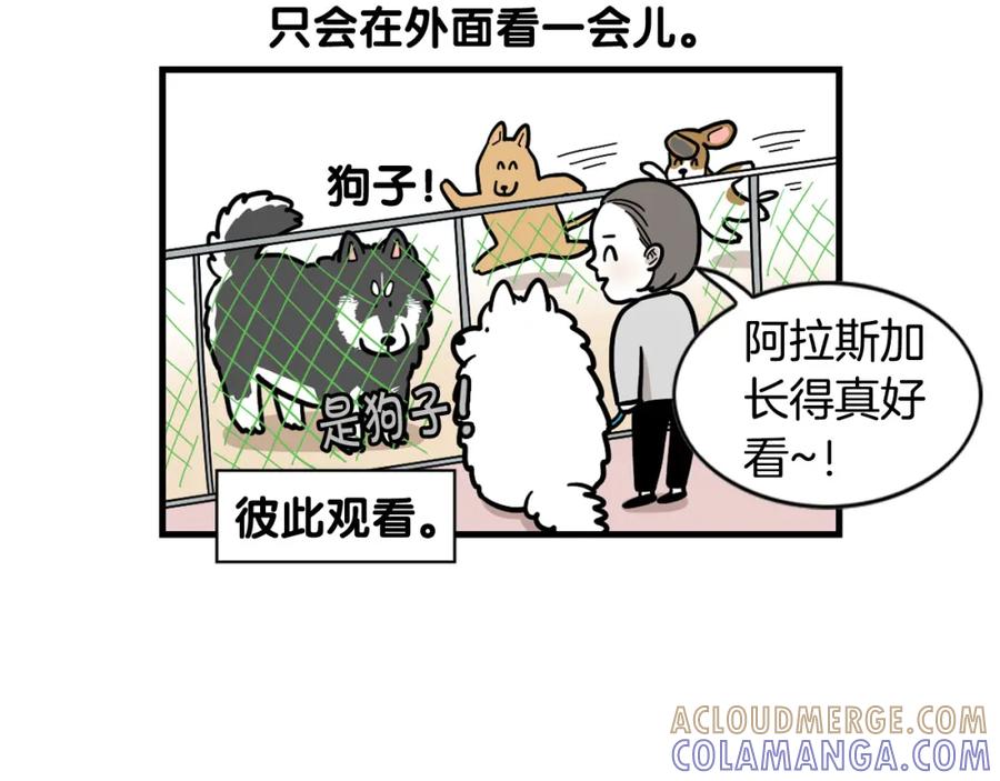 《我的狗子叫棉花》第55话 社恐狗狗 第52页