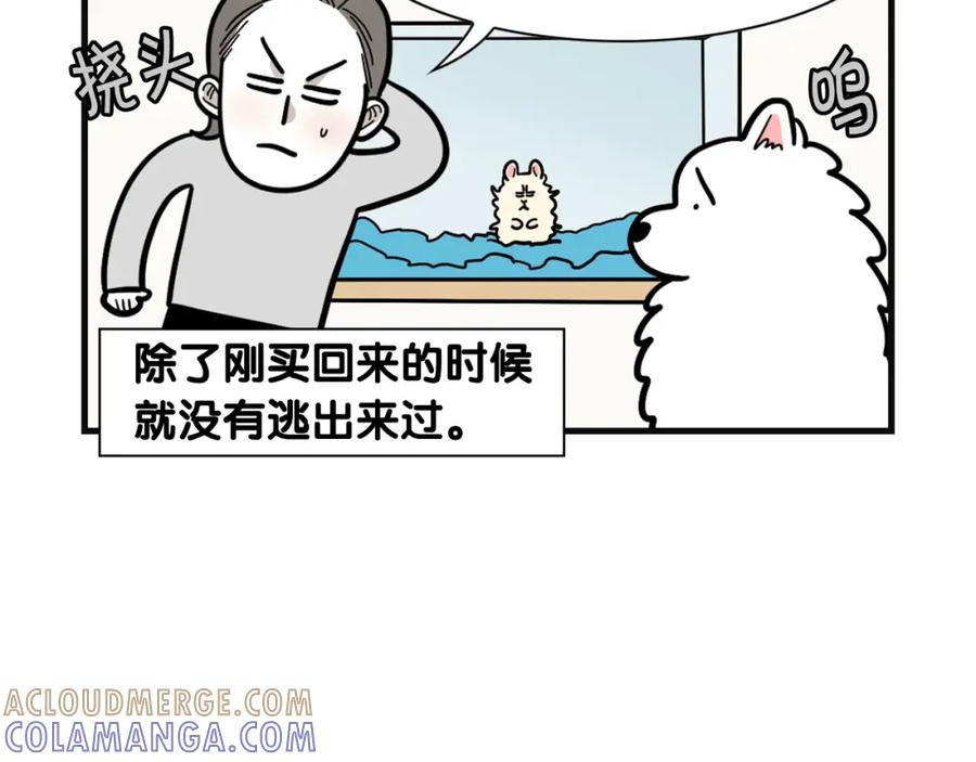 《我的狗子叫棉花》第57话 金丝熊 第40页