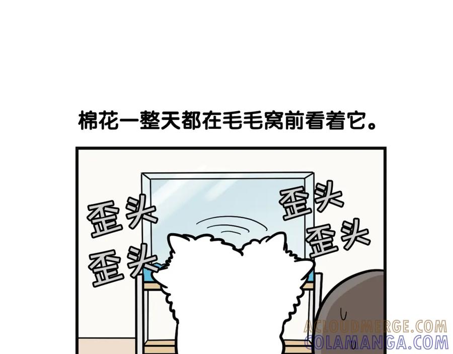 《我的狗子叫棉花》第57话 金丝熊 第52页