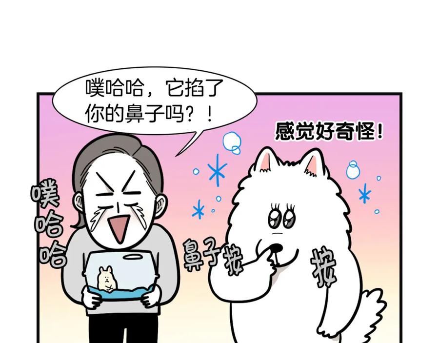 《我的狗子叫棉花》第57话 金丝熊 第81页