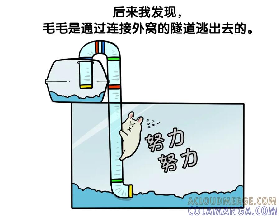 《我的狗子叫棉花》第57话 金丝熊 第70页